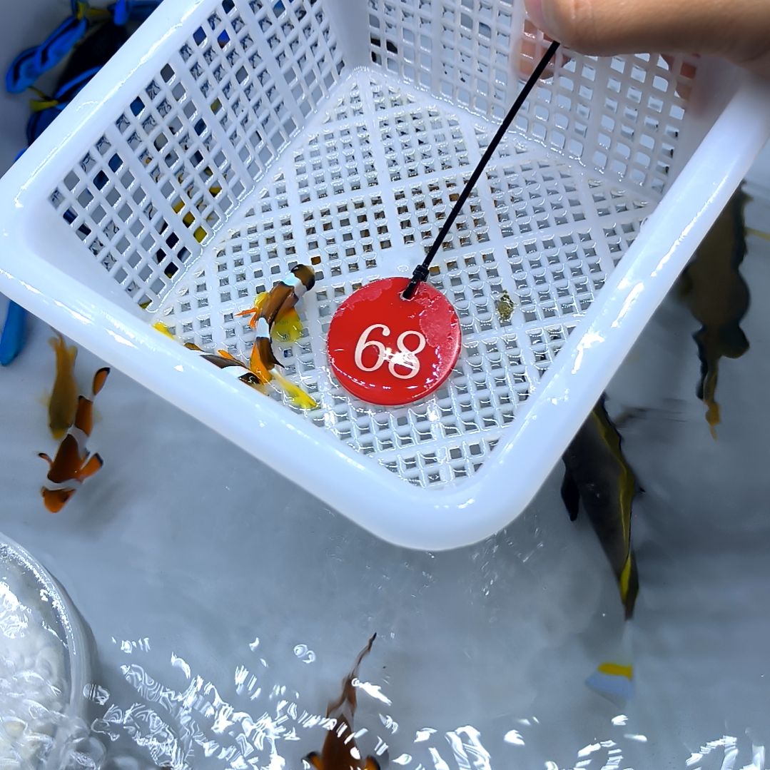 海水鱼双待两条4+/5-56-68