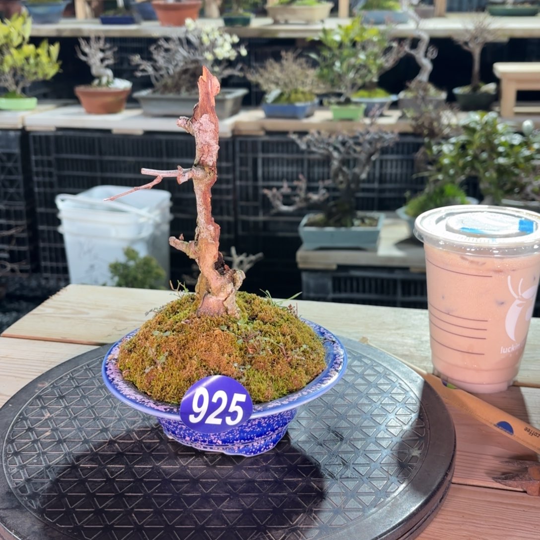 知***感全场盆景925号包邮