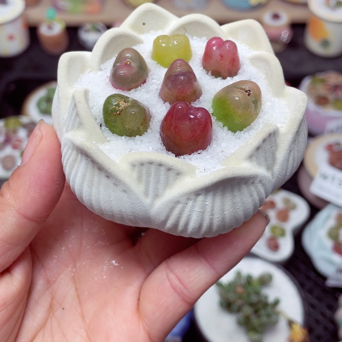 w1569 带盆土发货零下-地区拍保温箱