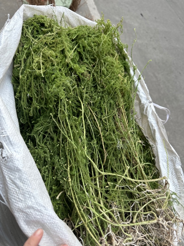 伸筋草 松筋草 250克一份包邮 新品干货整颗