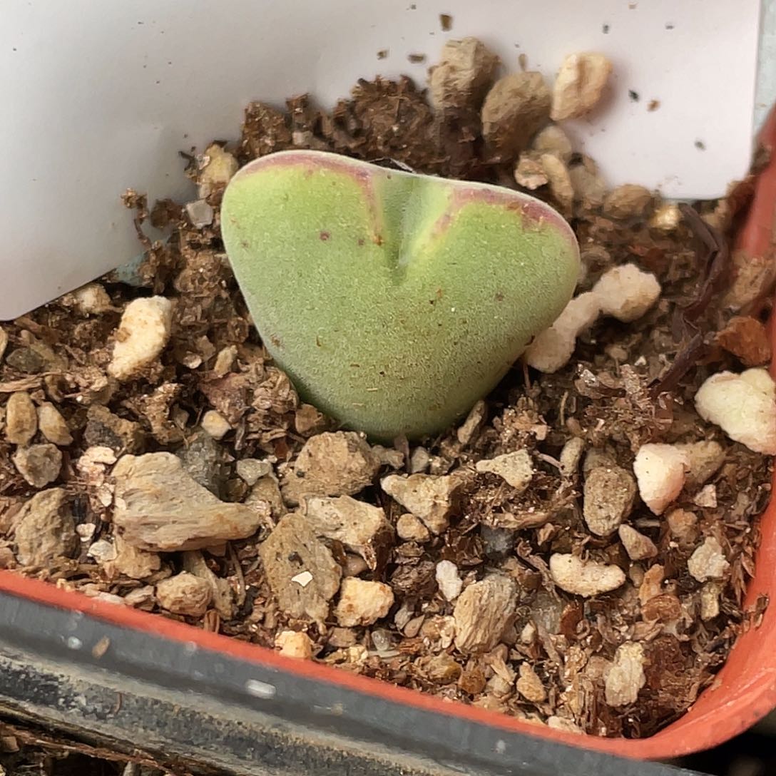 12-118毛将多肉植物肉锥