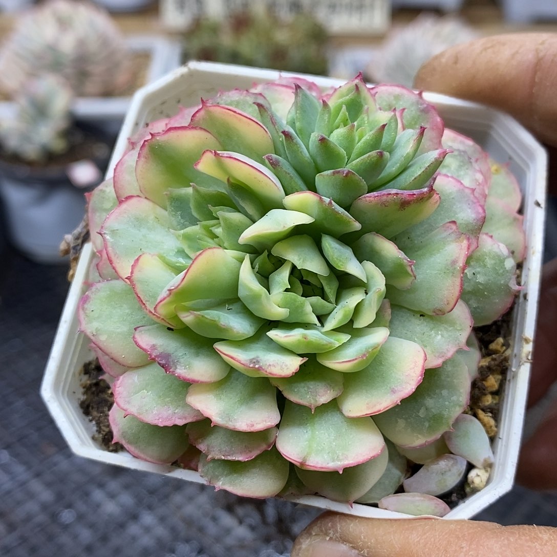 1734 梦幻玫瑰黄覆轮锦自然群 需延时发货