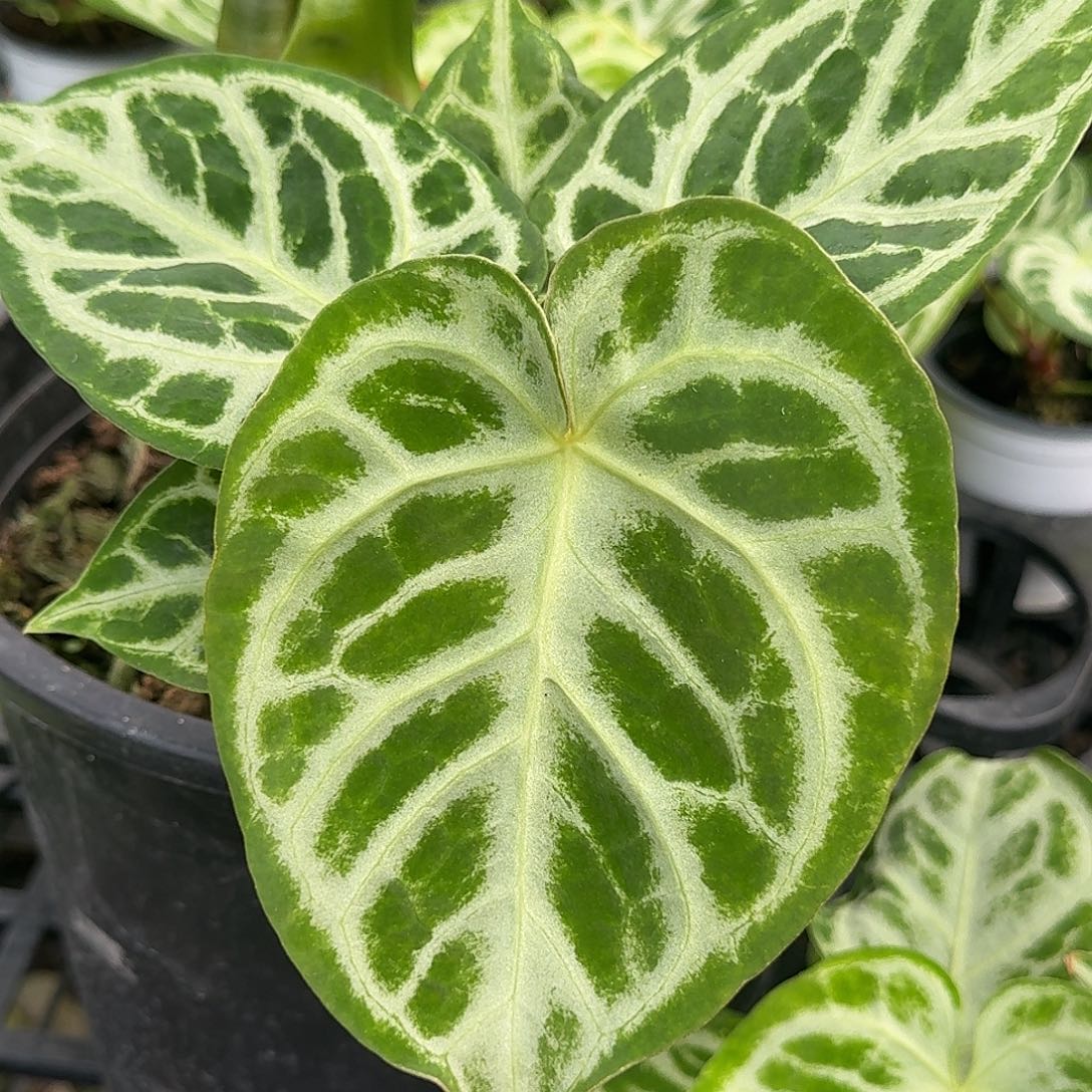 完全开放Z151 叶损清货福利铜锣烧