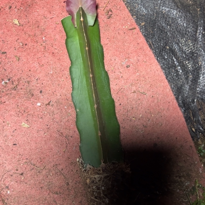 小***燕伊兹嫁接单片小苗一颗