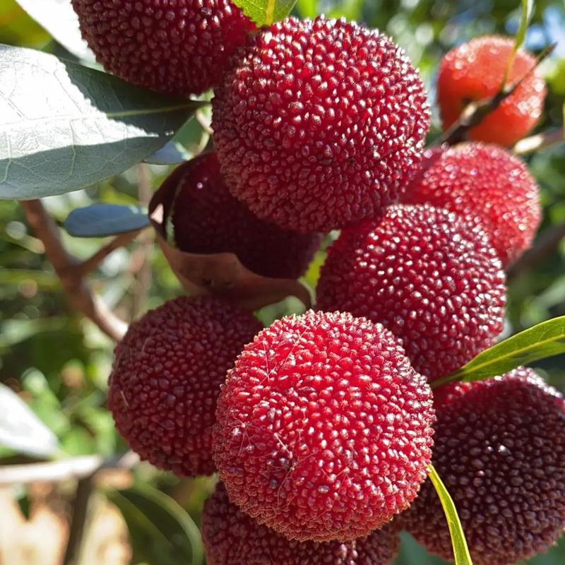 浙江杨梅整箱装2公斤净重礼盒装浙江省