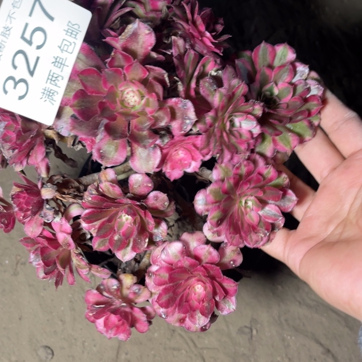 3257红铜的人多大的