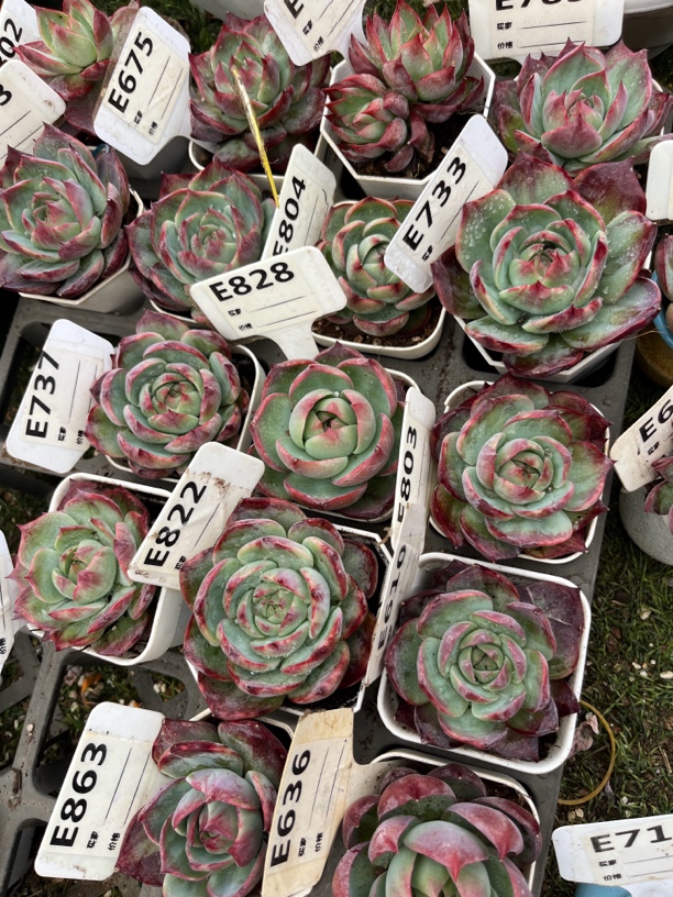 惊鸿仙子多肉植物7厘米左右量拍