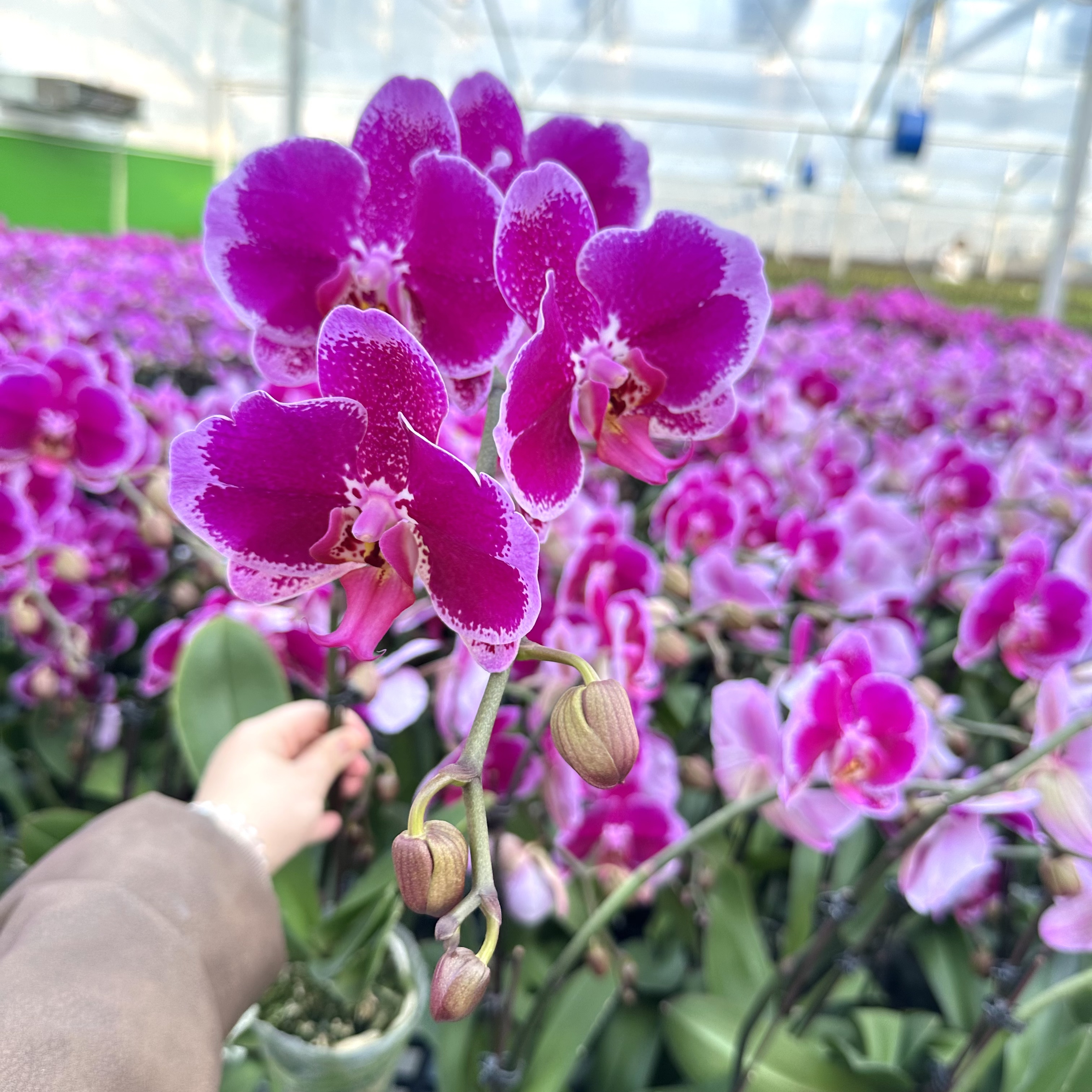 锦顺《大财主》紫色蝴蝶兰中花带花苞花剑室内花卉四季花基地直发