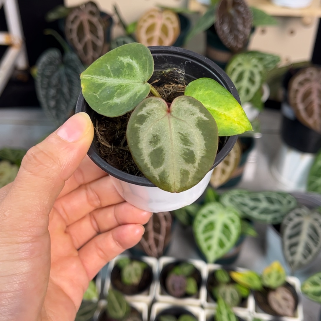 无花朵016 粉红银红