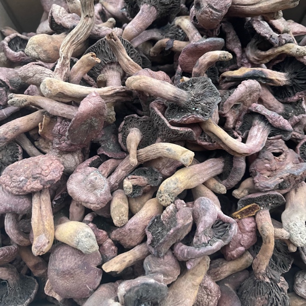 野生红蘑秋板大块散装