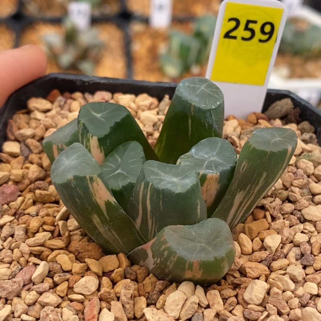 259白庙万象多肉植物盆栽