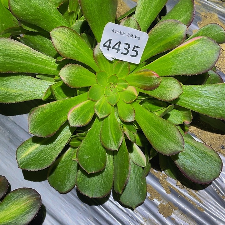 4435韶秀七彩多肉植物