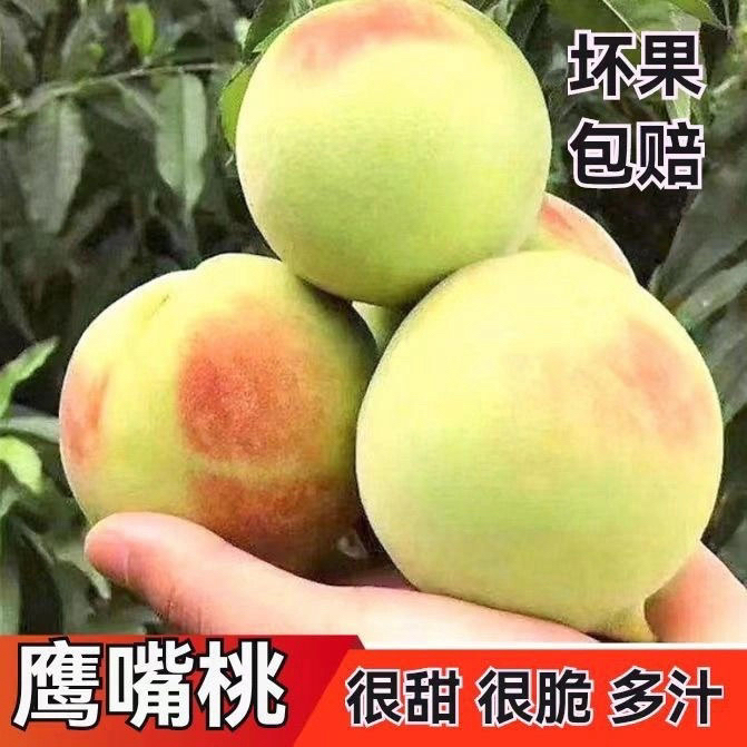 【正宗鹰嘴蜜桃】正宗贵州遵义鹰嘴蜜桃脆甜5/8斤顺丰包邮