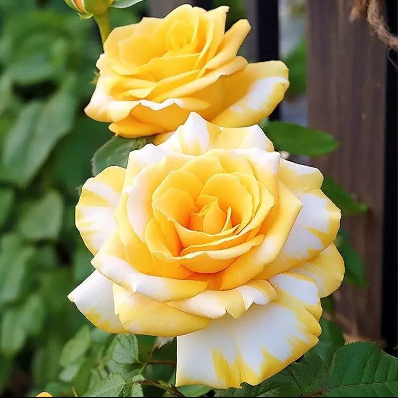 【双色金】玫瑰花苗月季花苗盆栽地栽阳台庭院蔷薇花苗四季开花