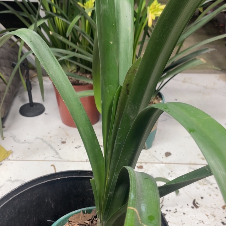 完全开放用****始