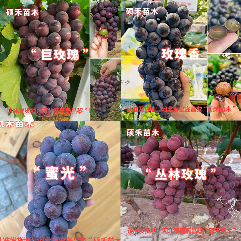 香味4组合（自根玫瑰香 巨玫瑰 丛林玫瑰 蜜光）1自根3嫁接根系混发