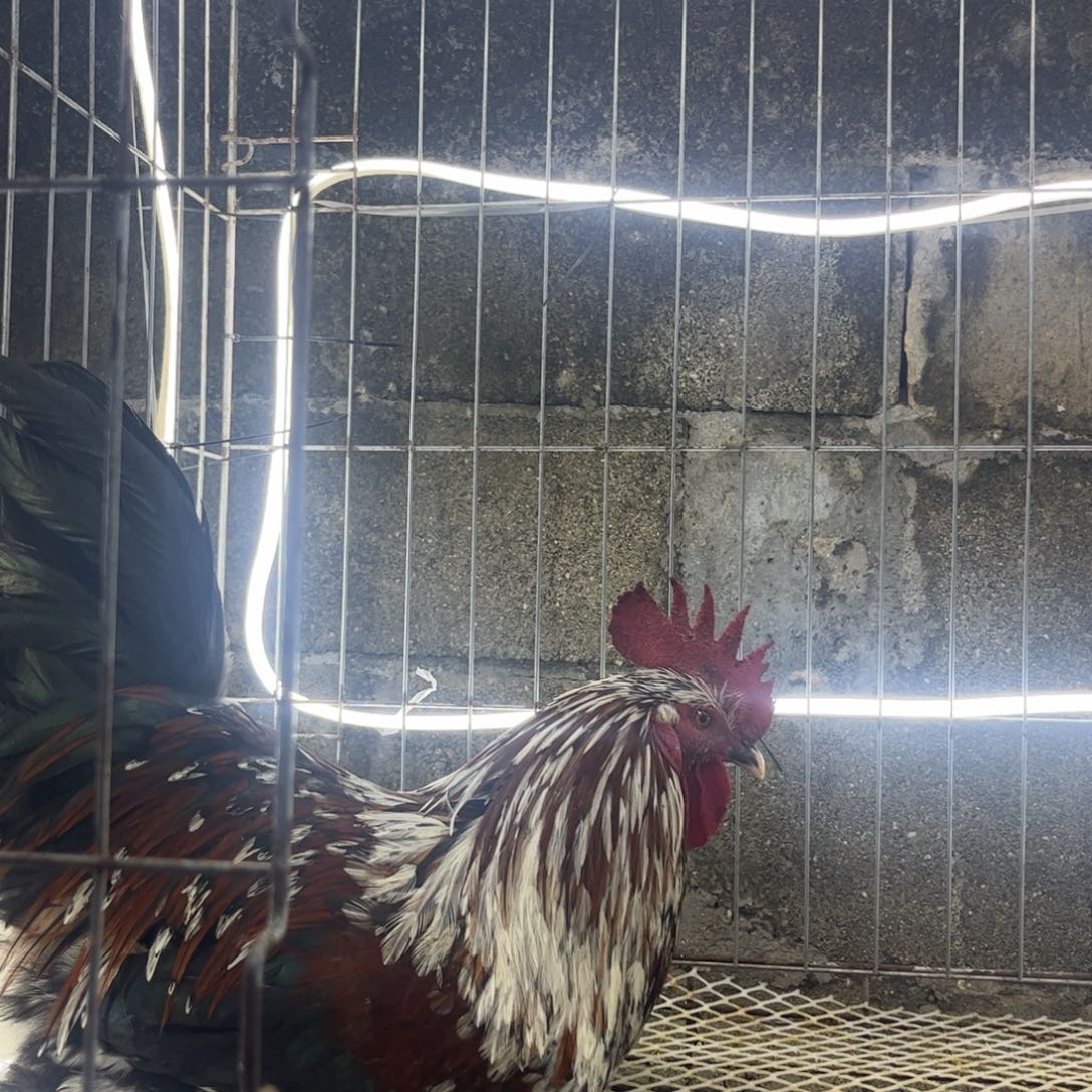 逐***辰长尾鸡凤凰象限爆花公鸡一只