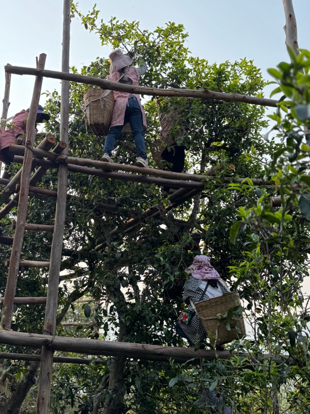 冰岛老寨50号2024年春茶——单株500年树龄（8克一泡）——拆开不退换