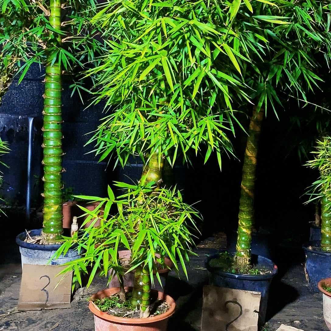 红陶安**恙佛肚竹88888888888