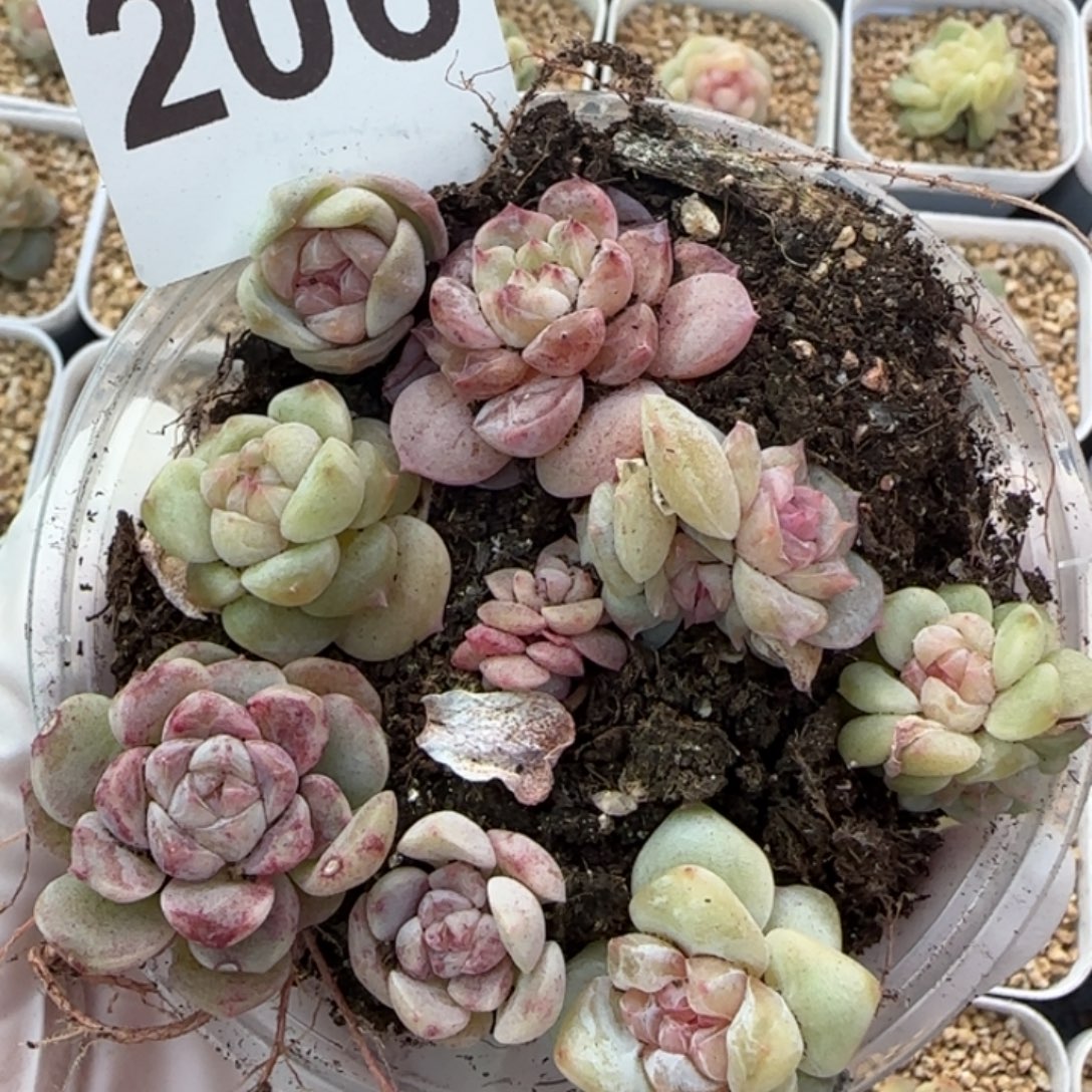 206 号王者系列多肉一盒