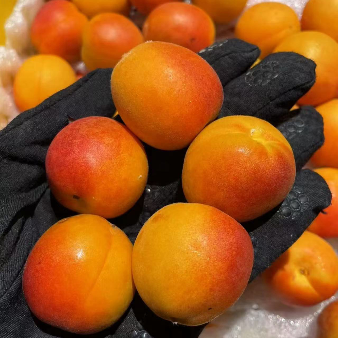 新疆吊干杏2.5斤，香甜软糯，太甜了新疆维吾尔自治区杏同城配送杏子同城送