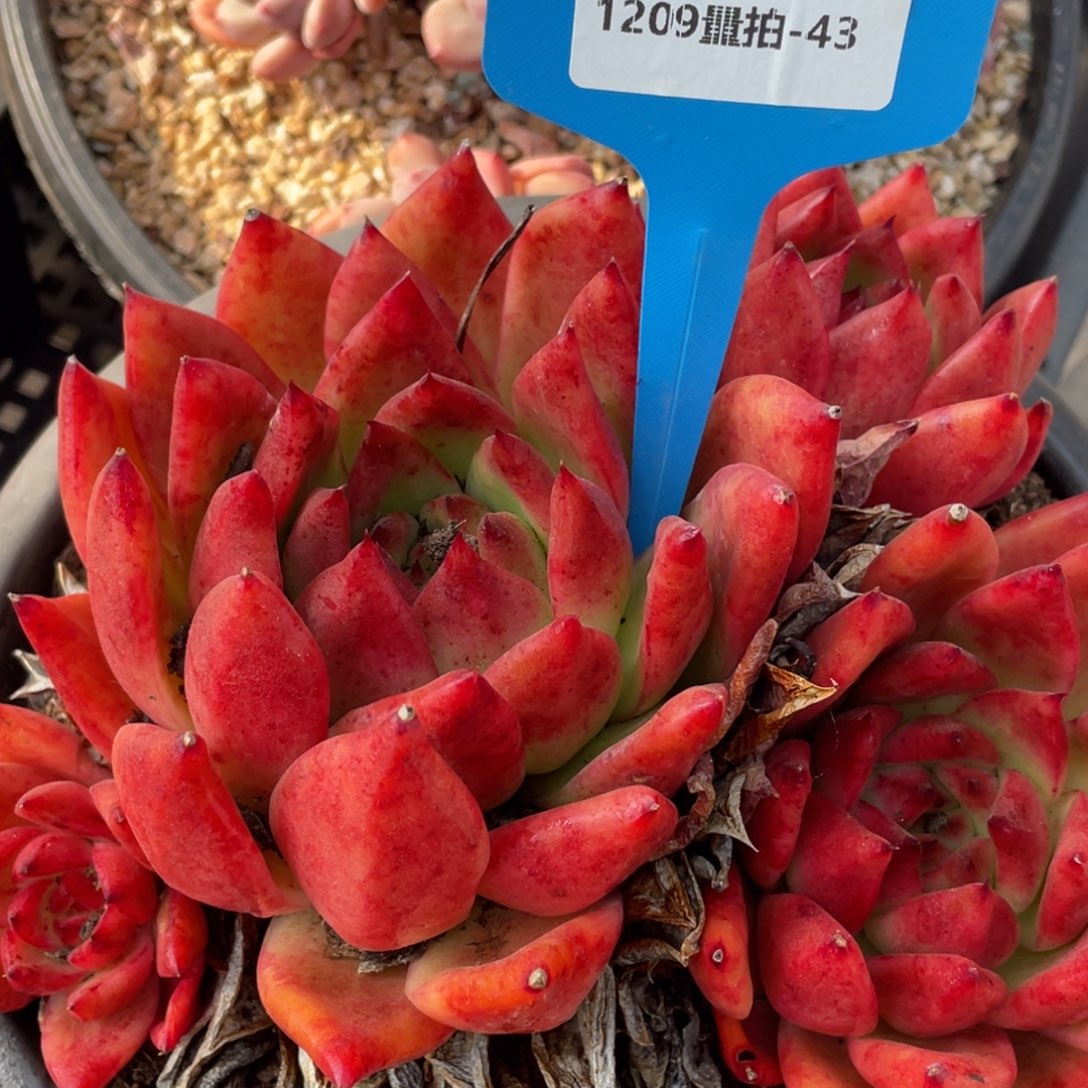 1210-43-阿姆斯壮群生福利捡漏一颗