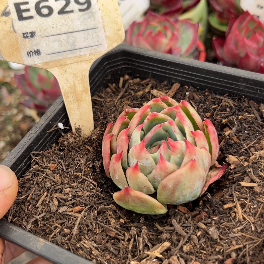 惊鸿一瞥629号多肉