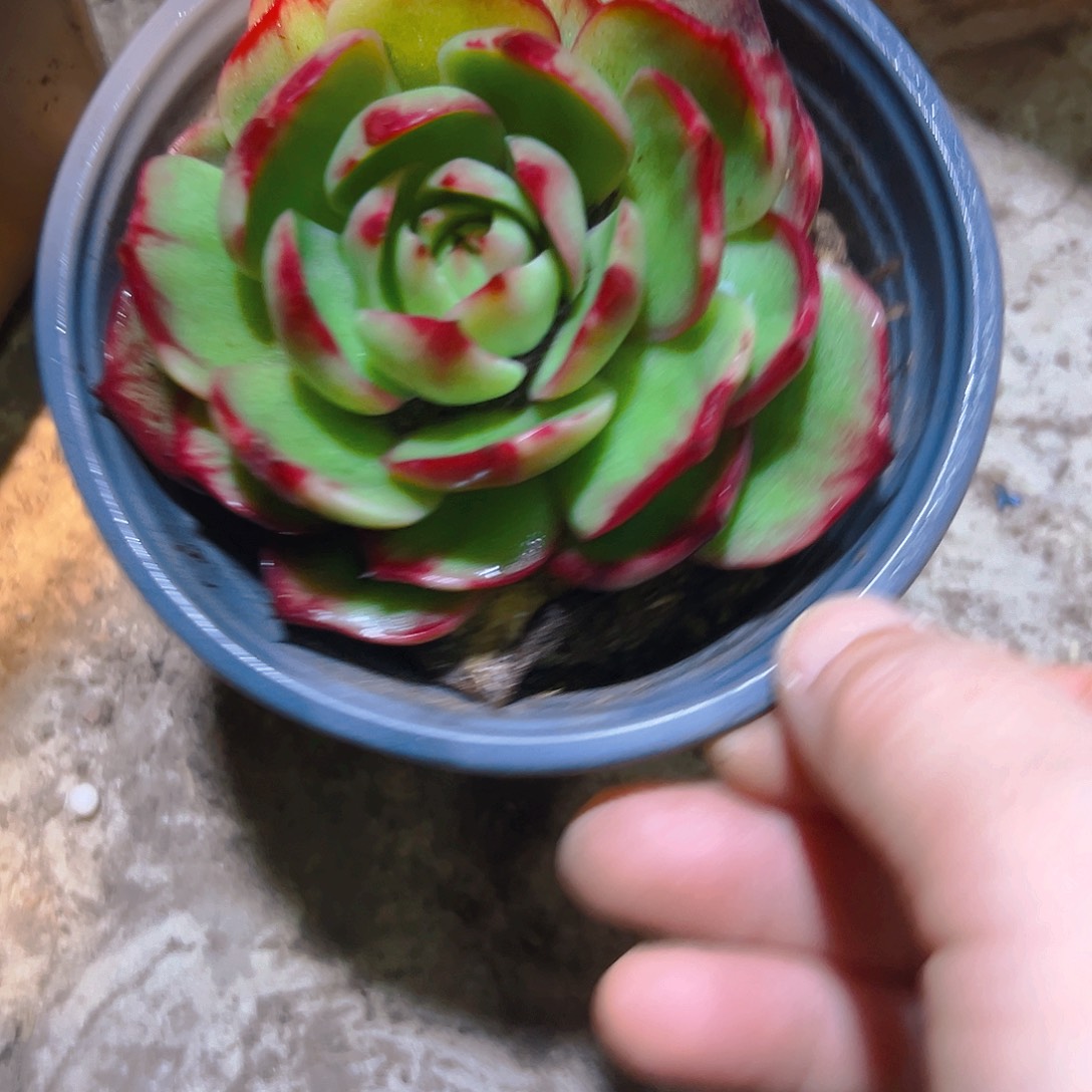 惊红多肉34567908543322