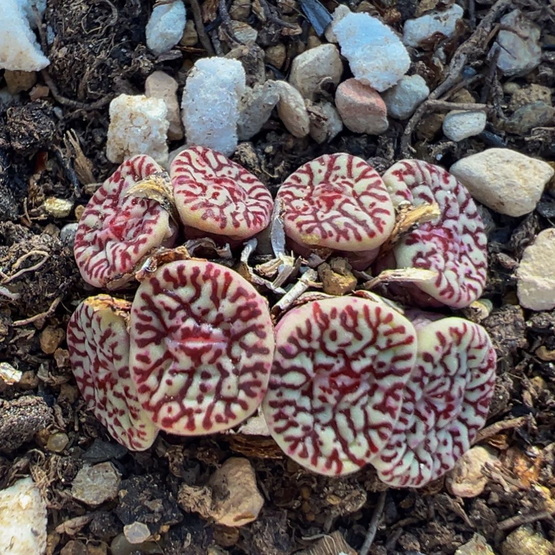 25多肉植物百科墨小锥