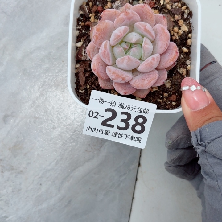 奶盖多肉植物多肉植物多肉