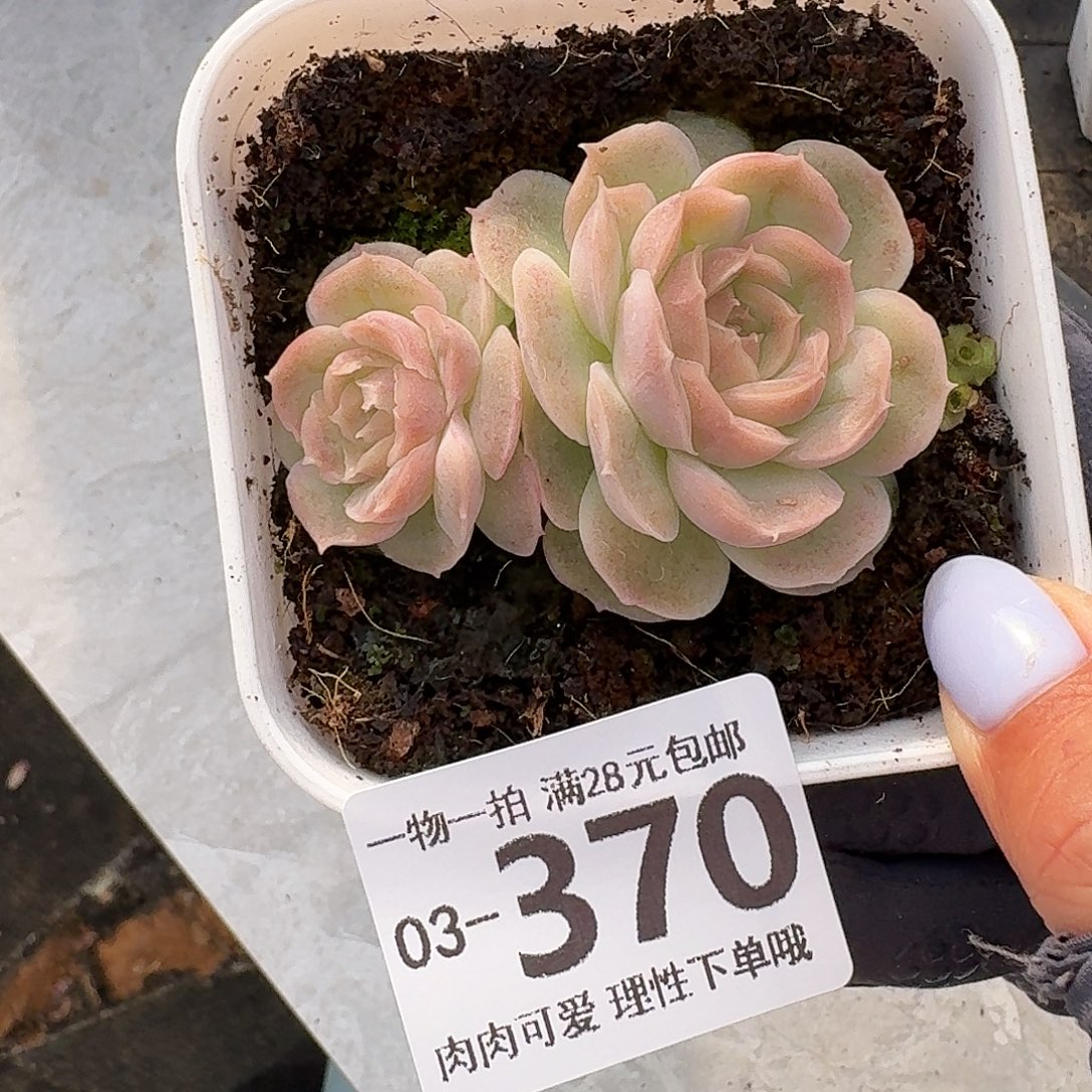 水晶虾饺无盆土发货无