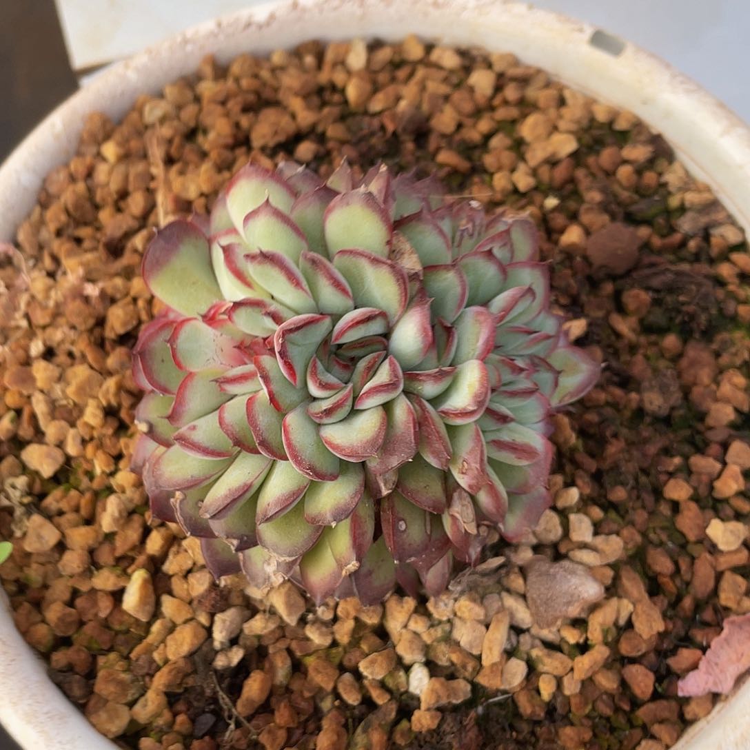 肉酱玫瑰缀多肉多肉多肉