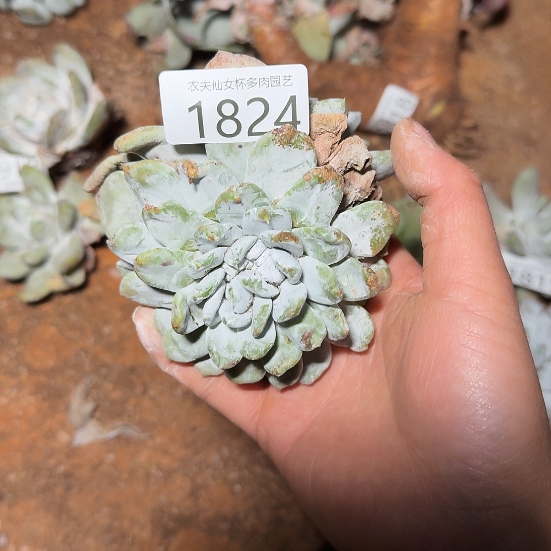 3代杂交仙女杯多肉福利瑕疵处理