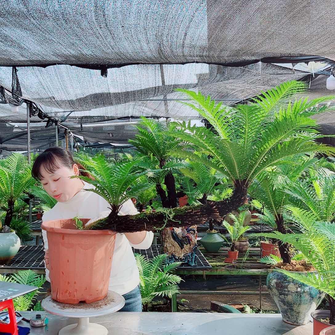 z***钟无花朵精品富贵蕨老桩盆景