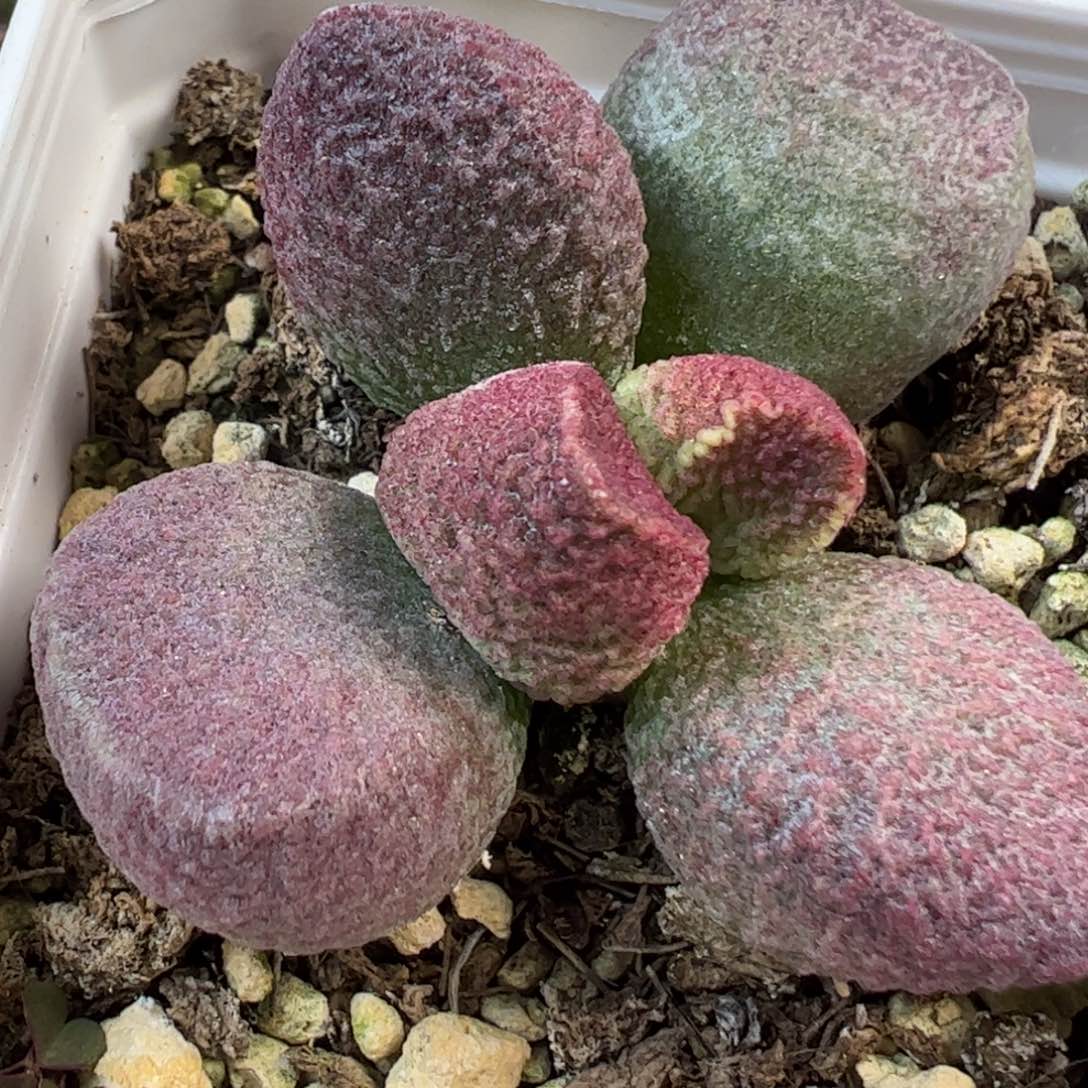 A-1245实生新品多肉植物