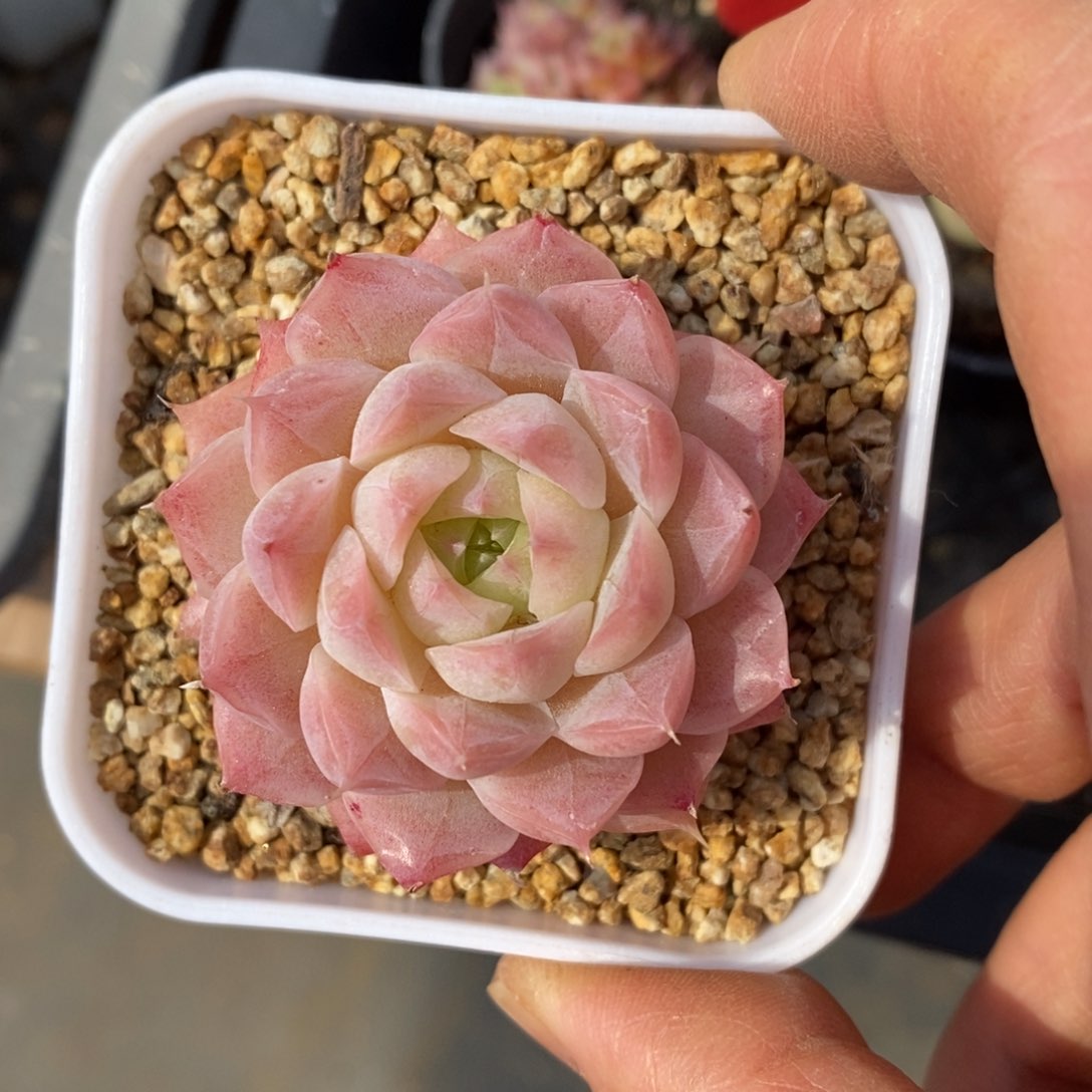 精品多肉一物一拍不包整43