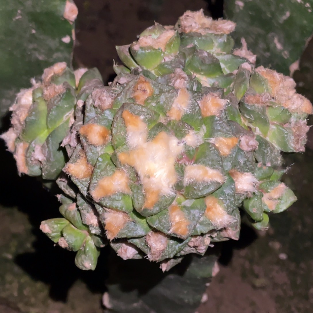 无花朵龟甲牡丹大群体 仙人球