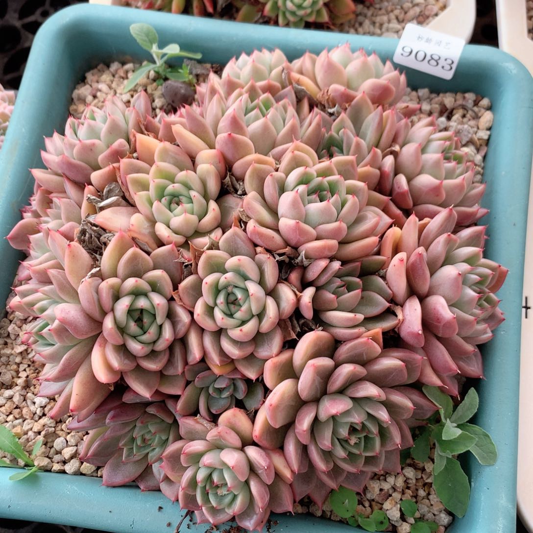 9083杂交多肉植物基地