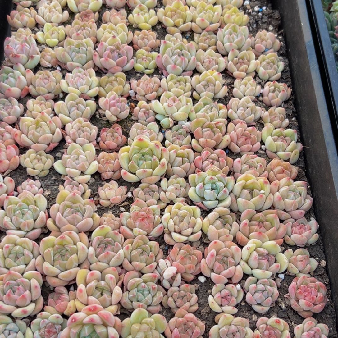 云***儿263多肉葡萄的味道是真的