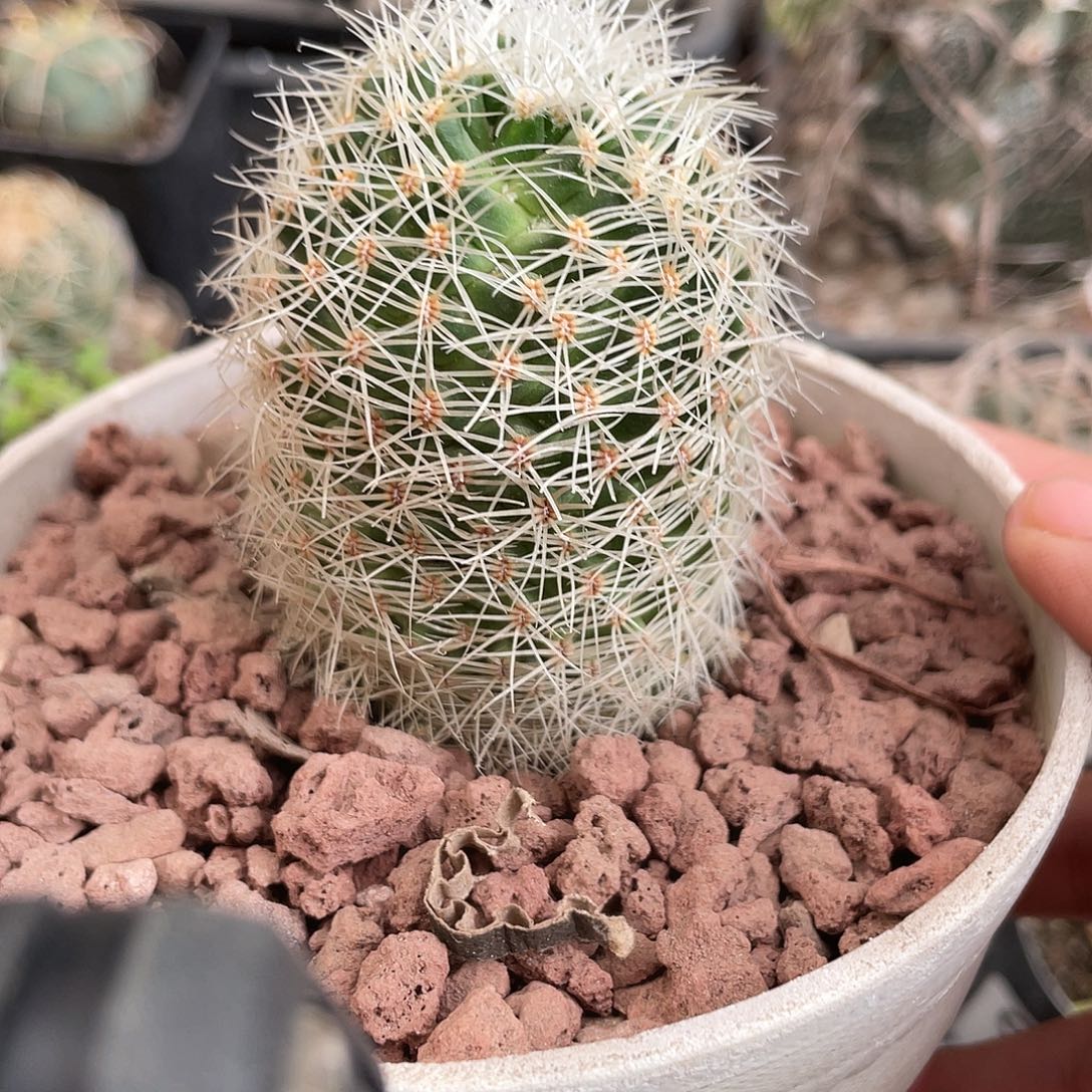 148白豹丸仙人球植物