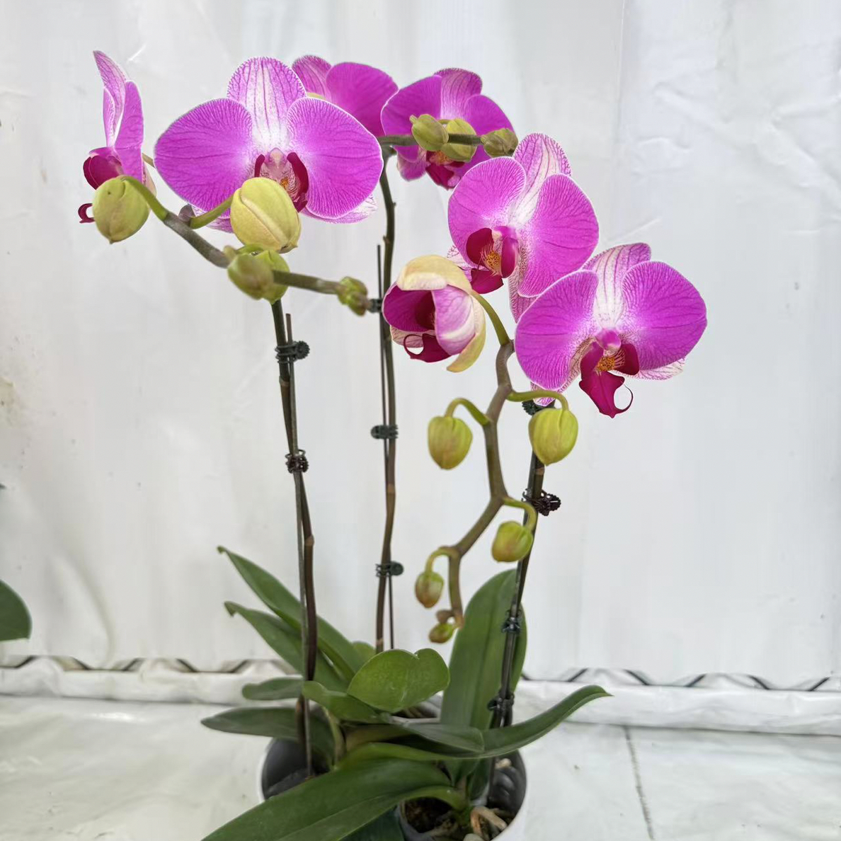 【情人】蝴蝶兰盆栽大苗带花剑花苞四季开花秋冬耐寒室内花卉