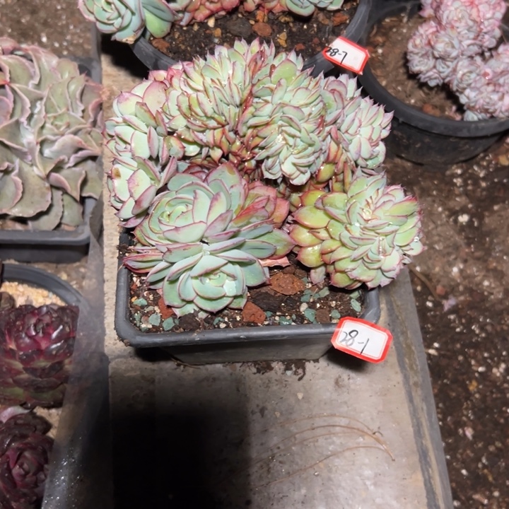 猫***猫精品多肉植物老桩牡丹亭缀