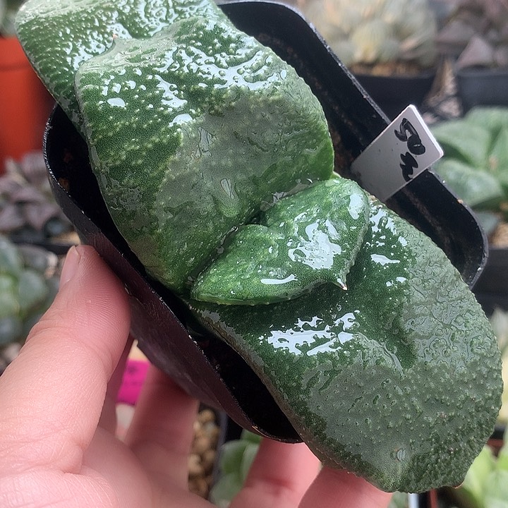 卧牛一物一拍带盆