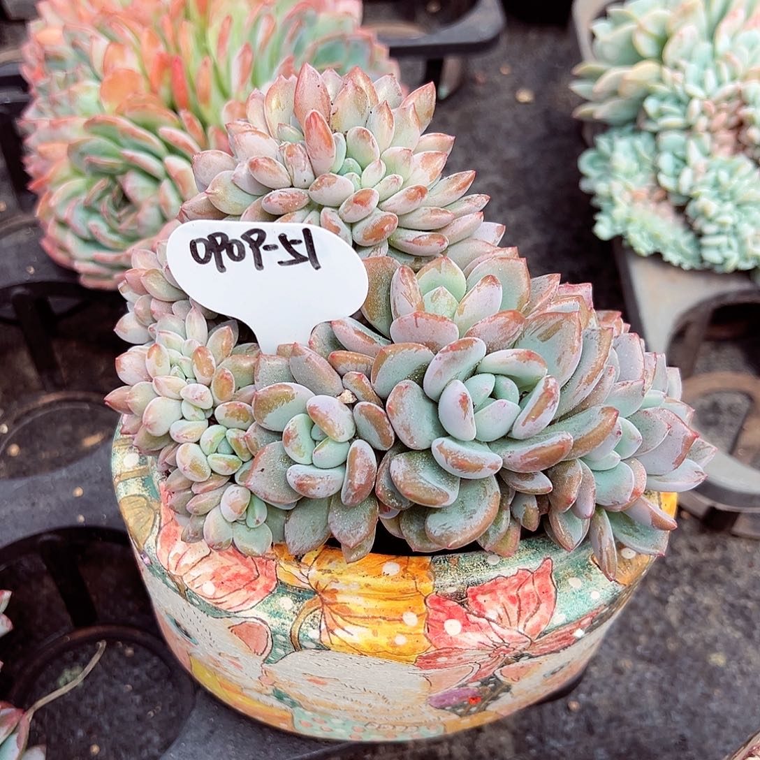 0909-51奥橙缀化。。