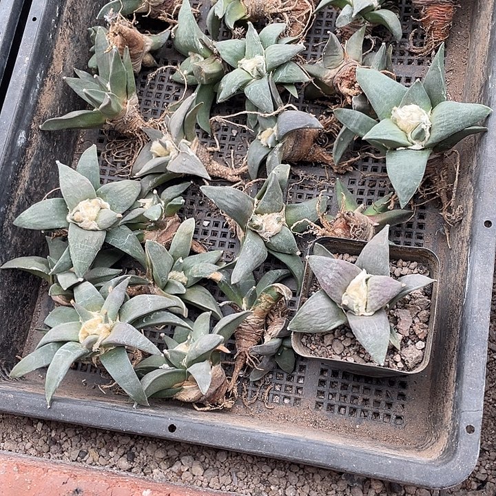 2棵牡丹特价量拍随机发