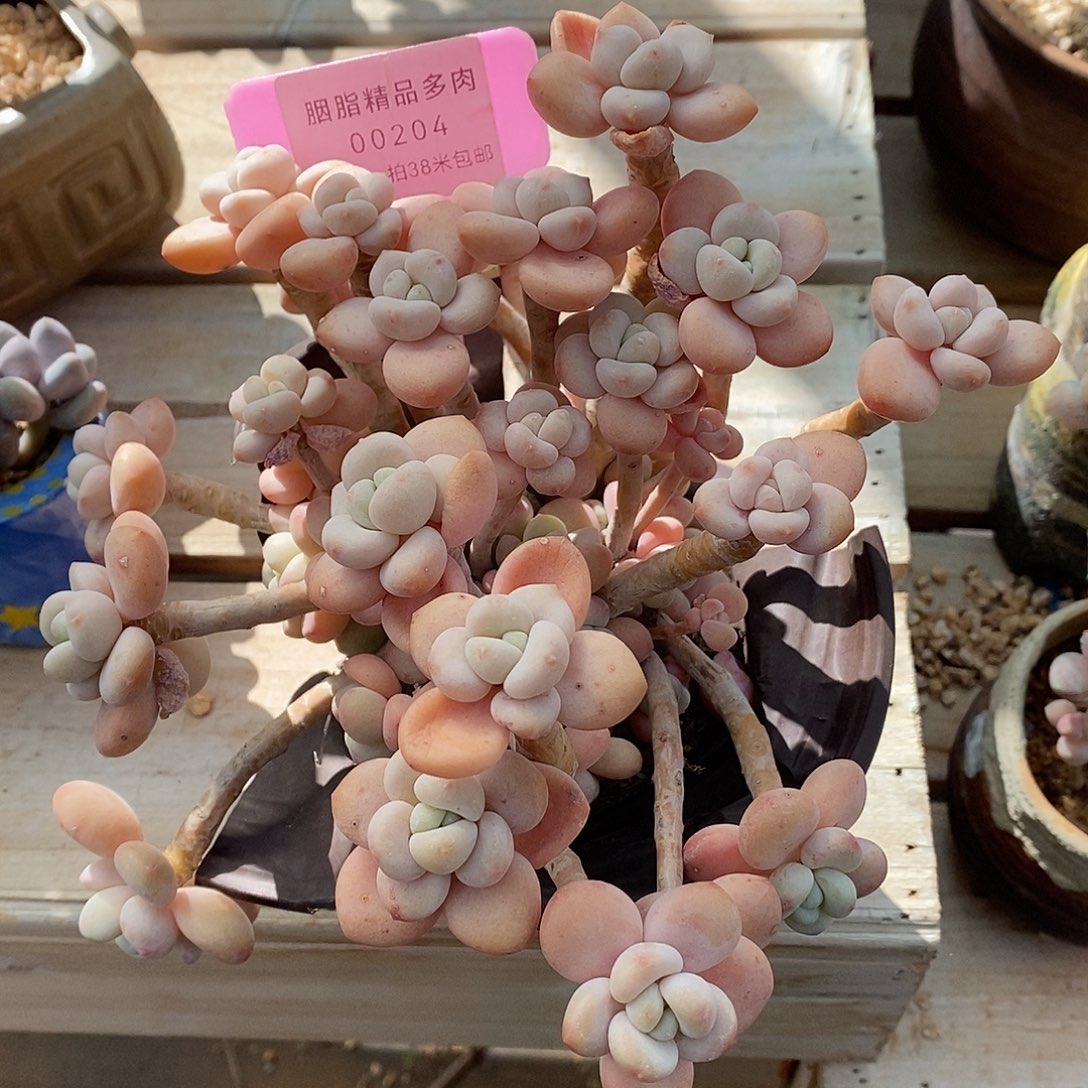 倪***玲204投诉哦我哦哦哦小雨蜗牛