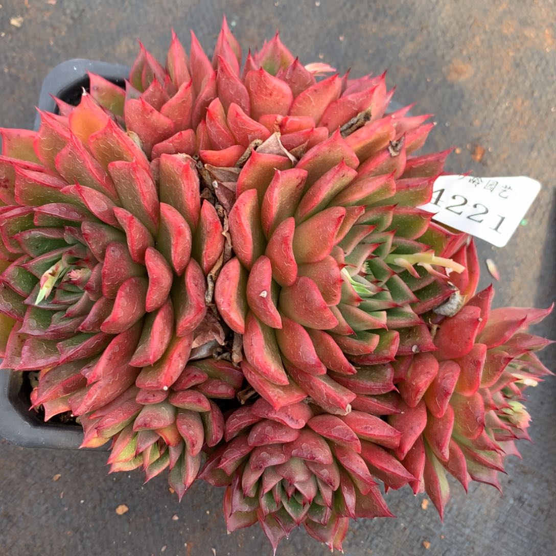 1221杂交多肉植物