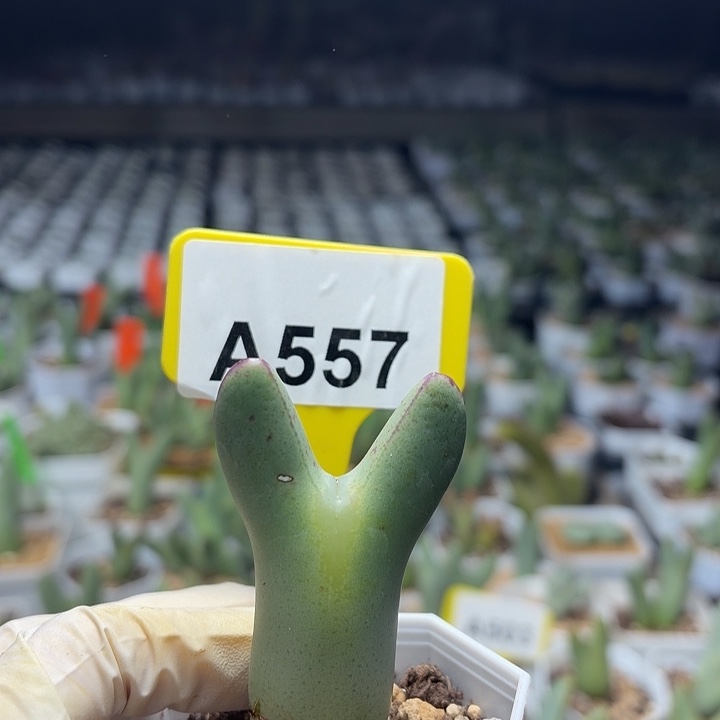 一****557mmmmmmmmmmmmmmn