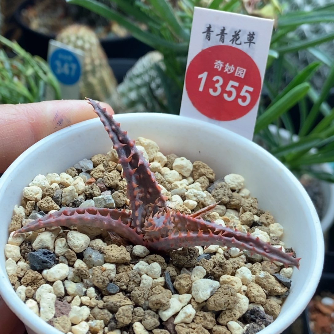 彩芦荟一棵仙人球