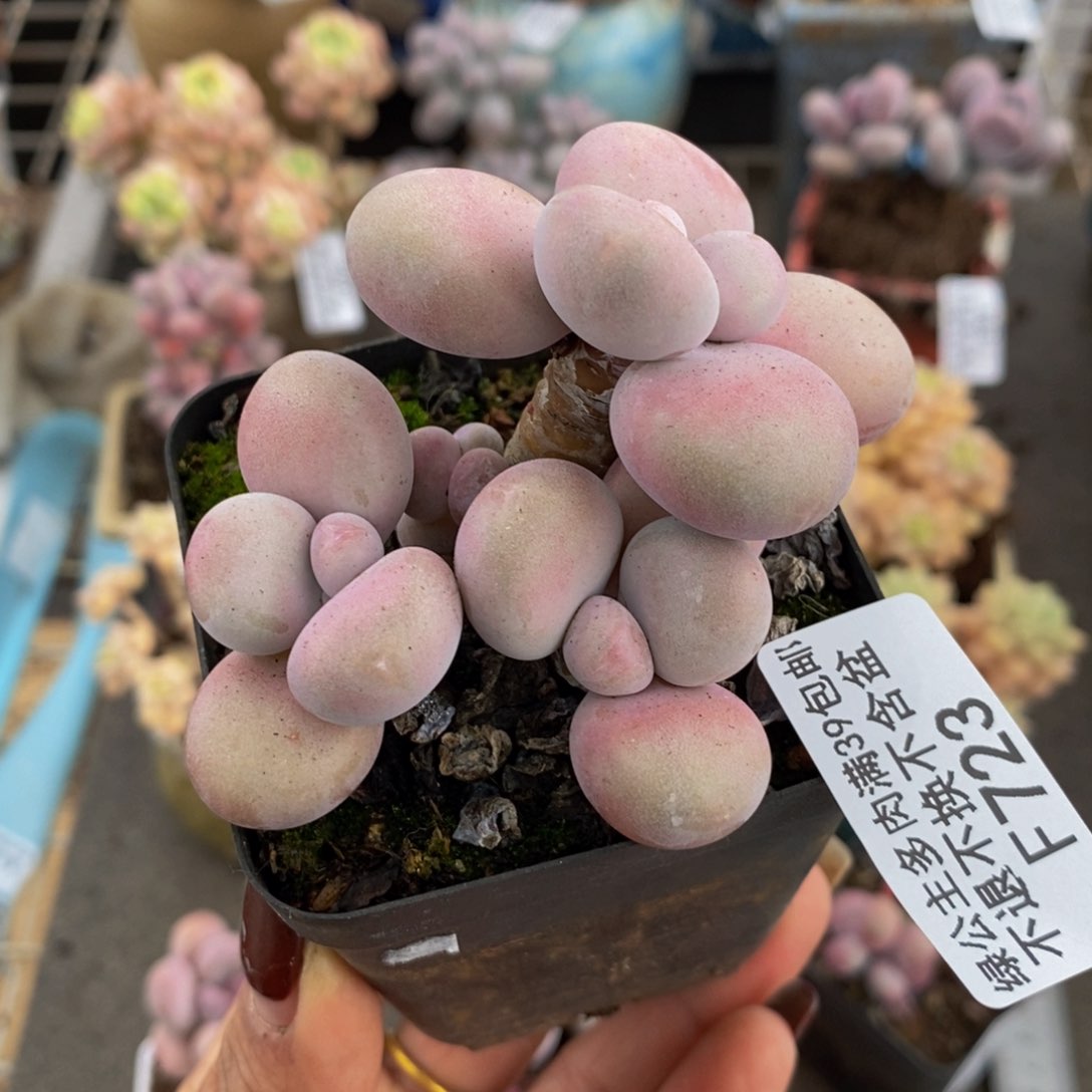 腰子桃蛋723/6c m